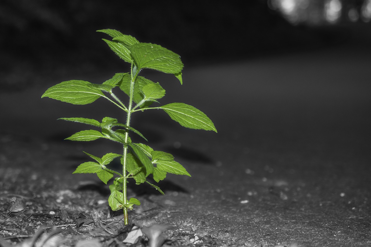 Image - leaves nature green plant forest