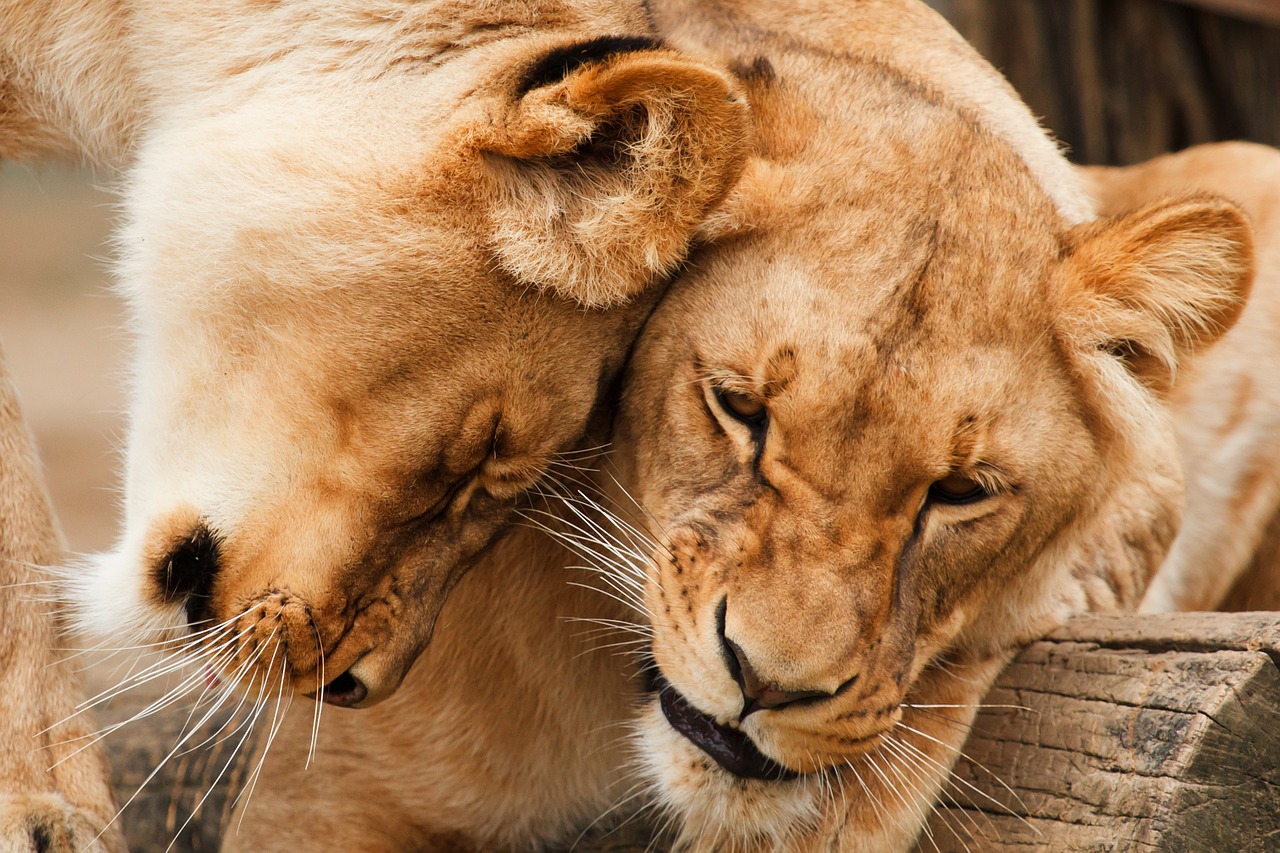 Image - africa animal big carnivore cat