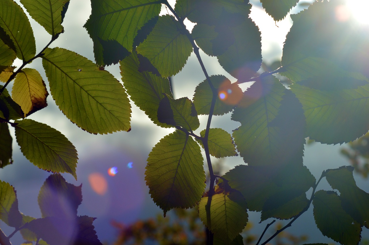 Image - sunshine leaves patterns nature