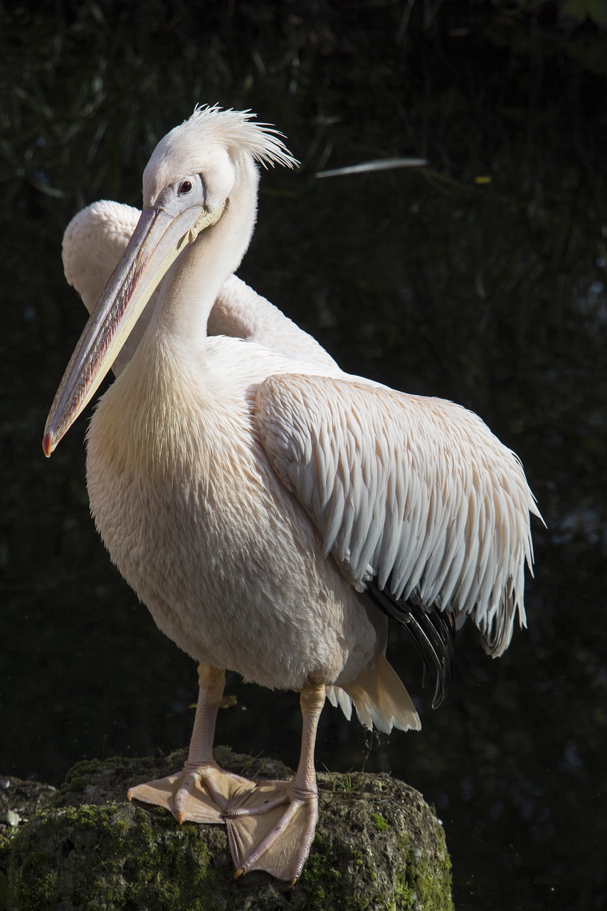 Image - pelican white feather bird sea