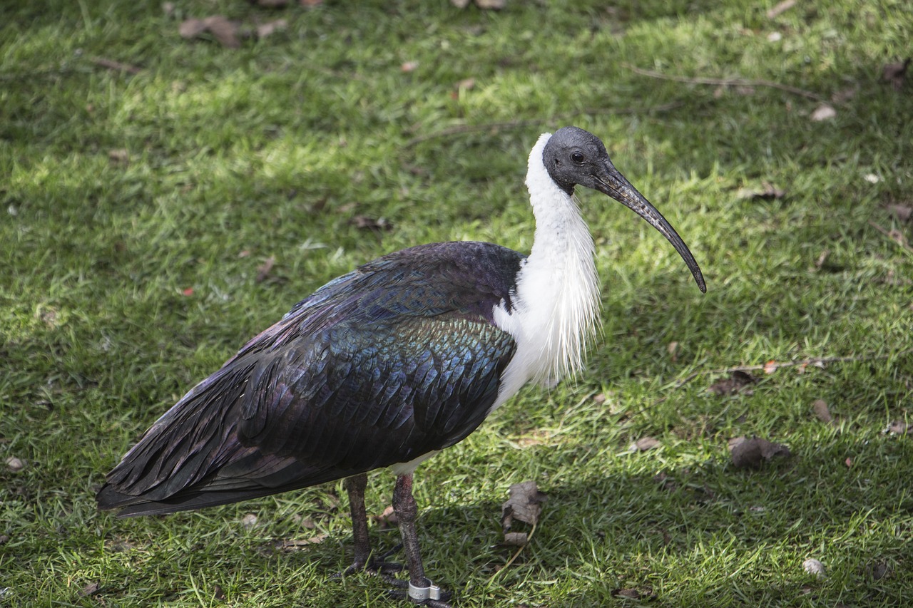 Image - ibis gray long beak bird animal