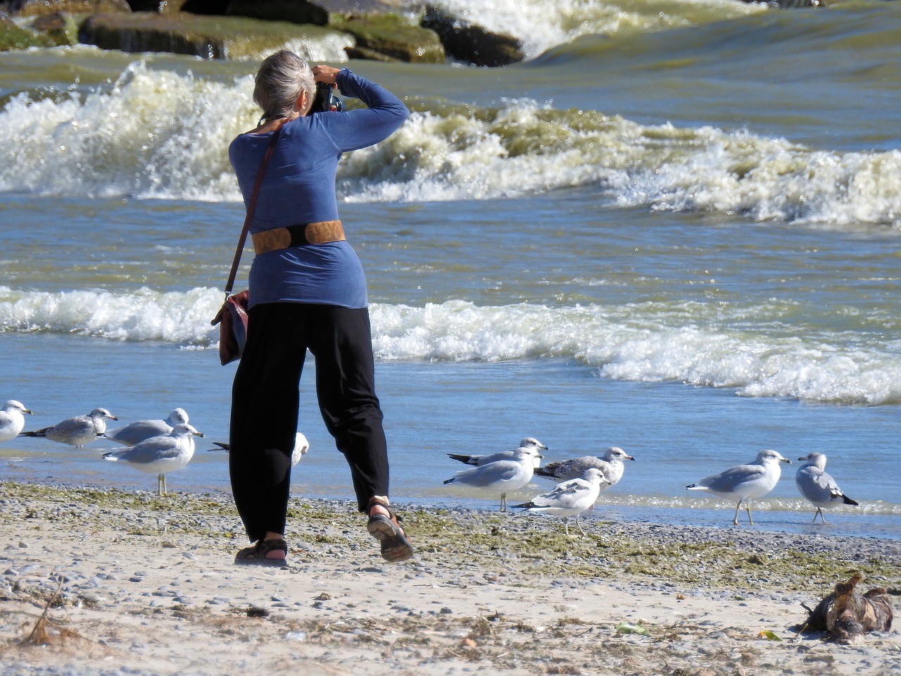 Image - photographer waves seagulls