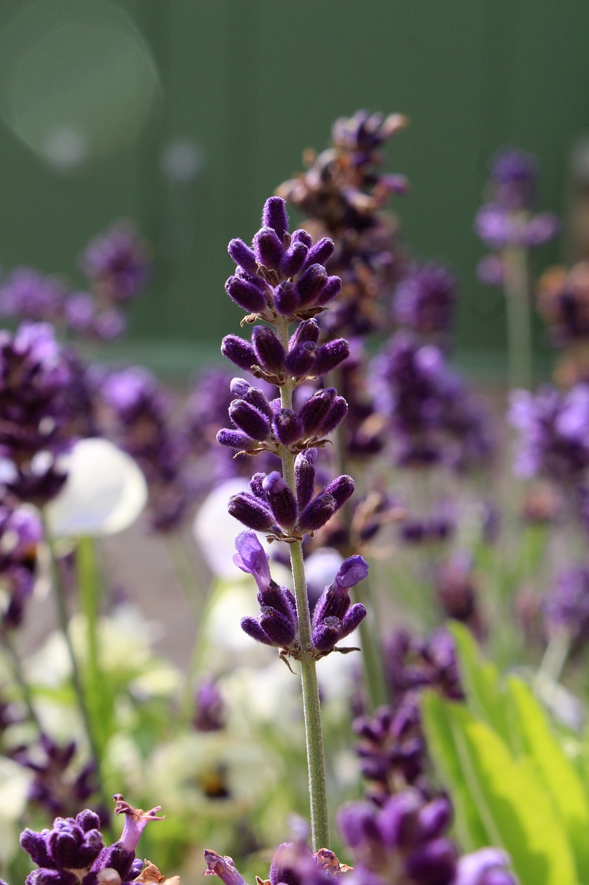 Image - lavender flower violet aromatherapy