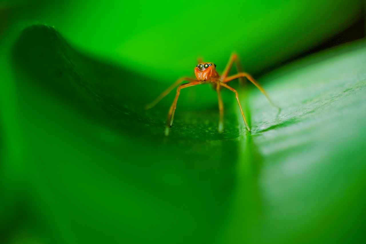 Image - spider green macro nature color