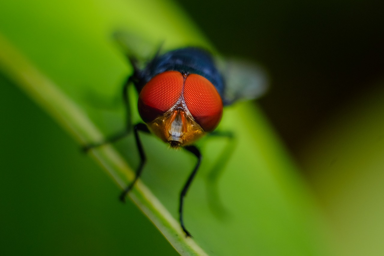 Image - fly red green natural forest