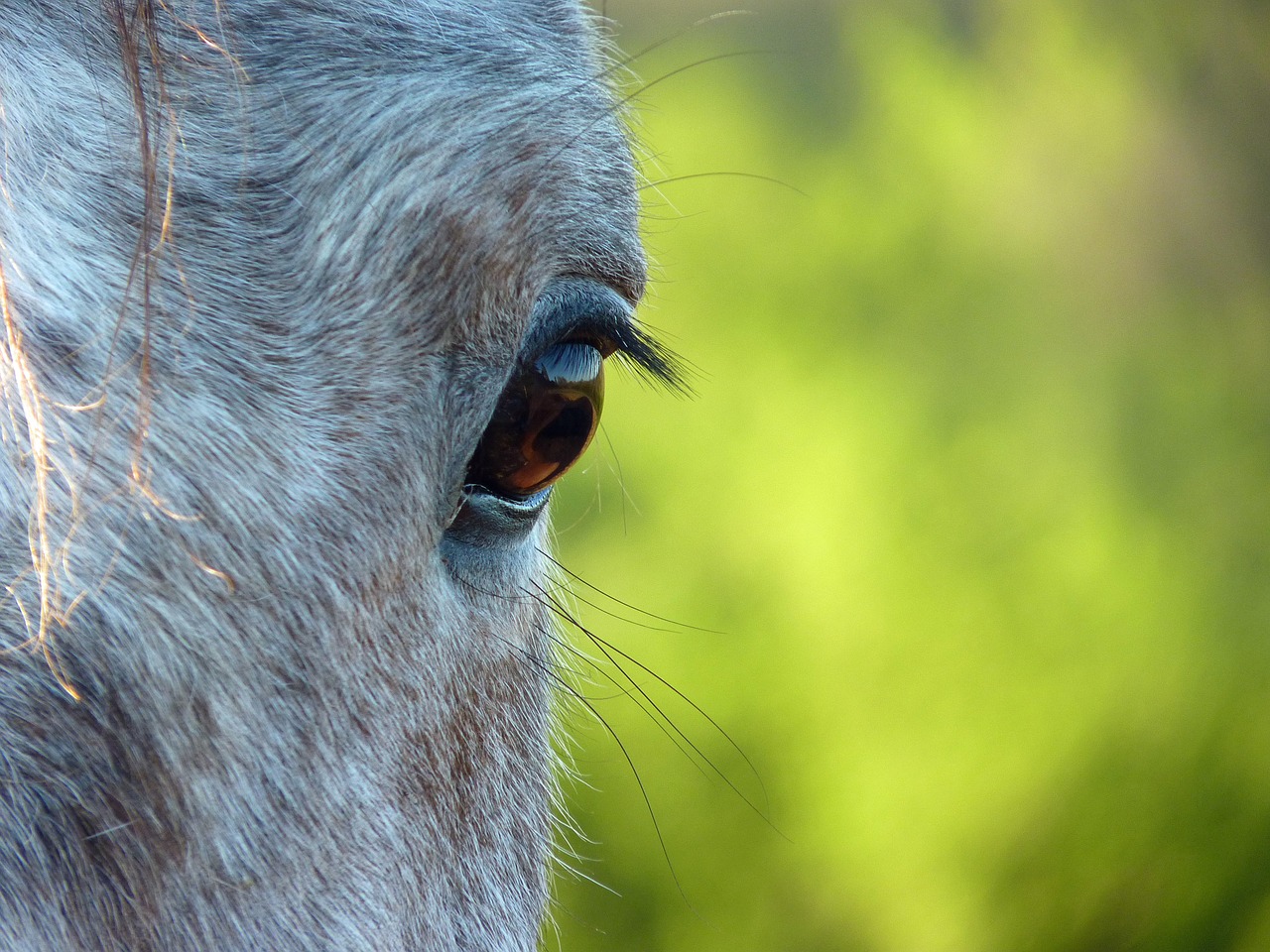Image - horse eye horse œil eyes