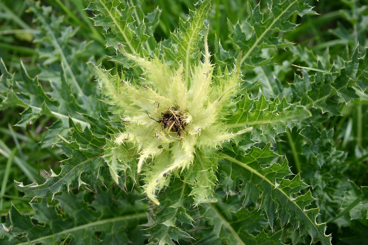 Image - alpine flower thistle plant