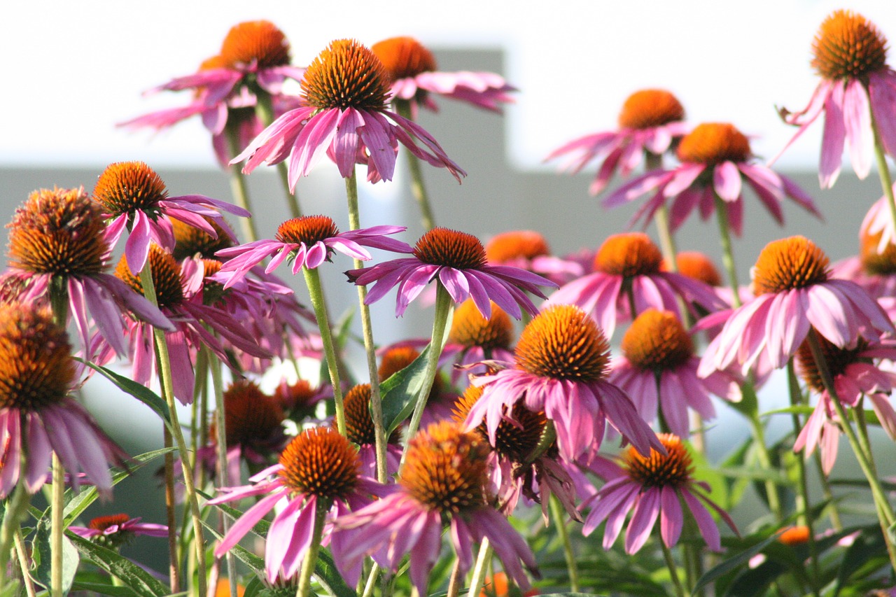 Image - flowers cone flower nature garden