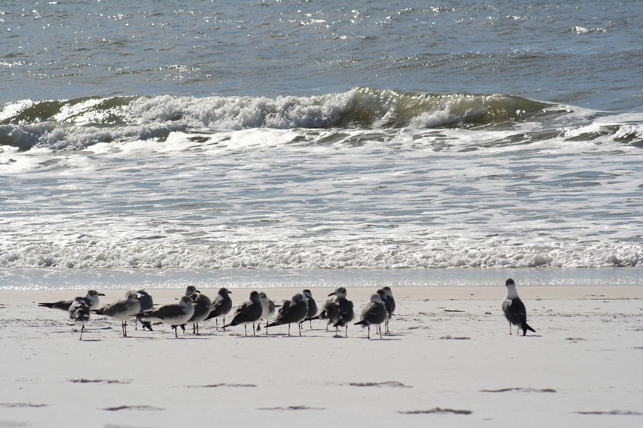 Image - beach sand gulf gull seagull