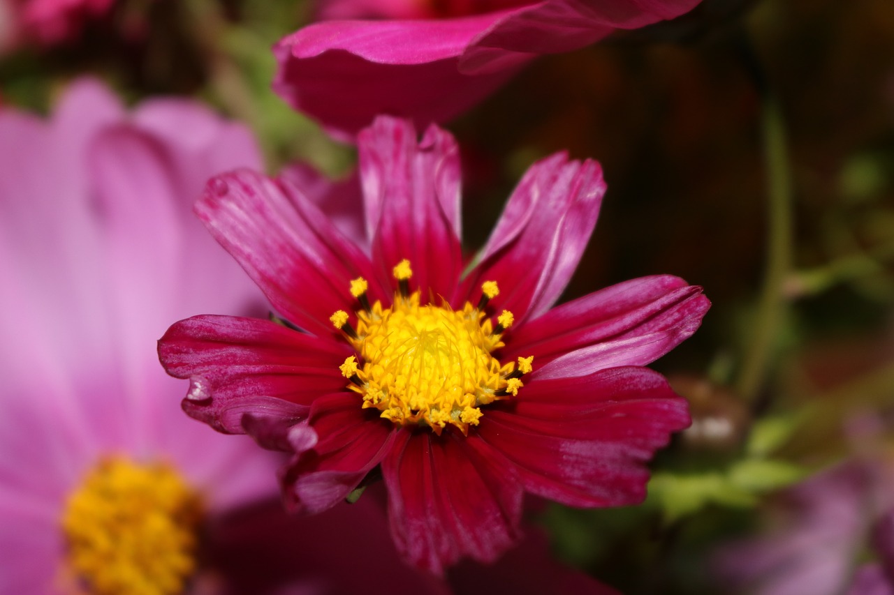 Image - cosmea cosmos pink close