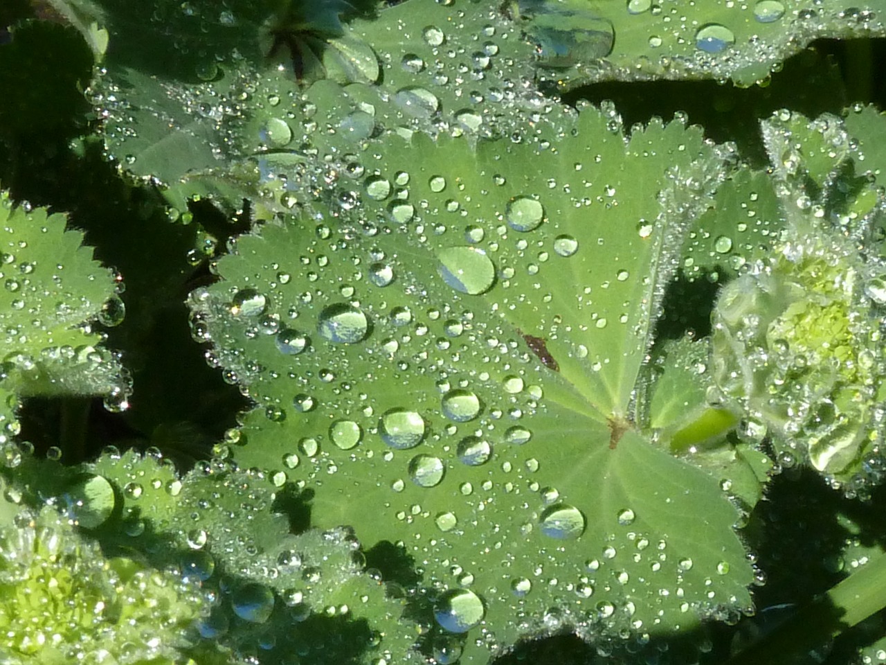 Image - frauenmantel leaf dewdrop