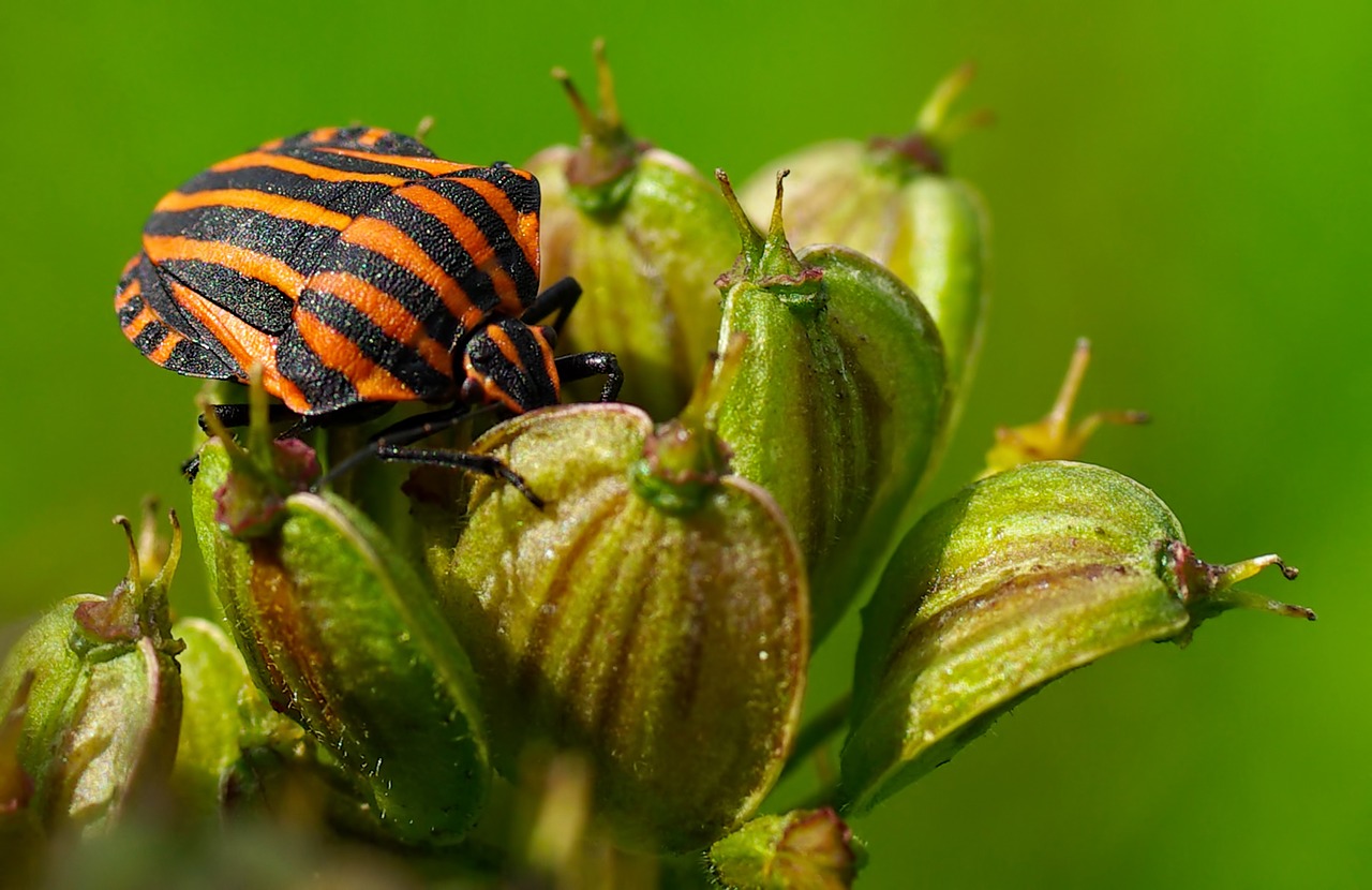 Image - beetle red black nature flower