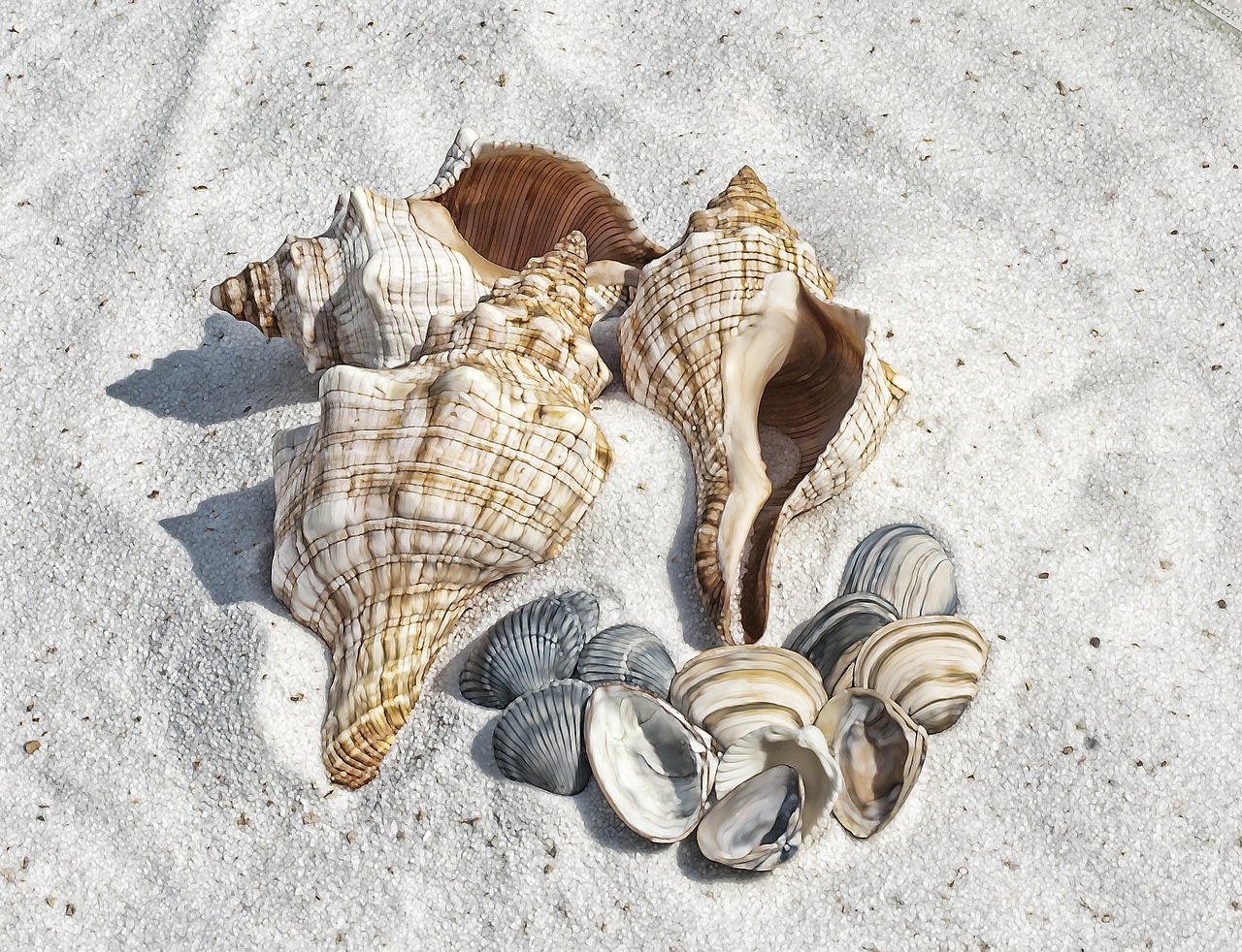 Image - illustration shell shells beach