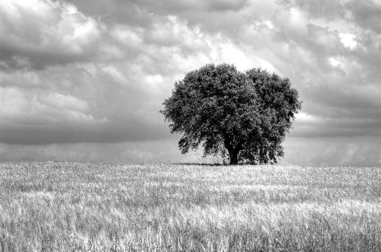 Image - tree field sinister clouds sky