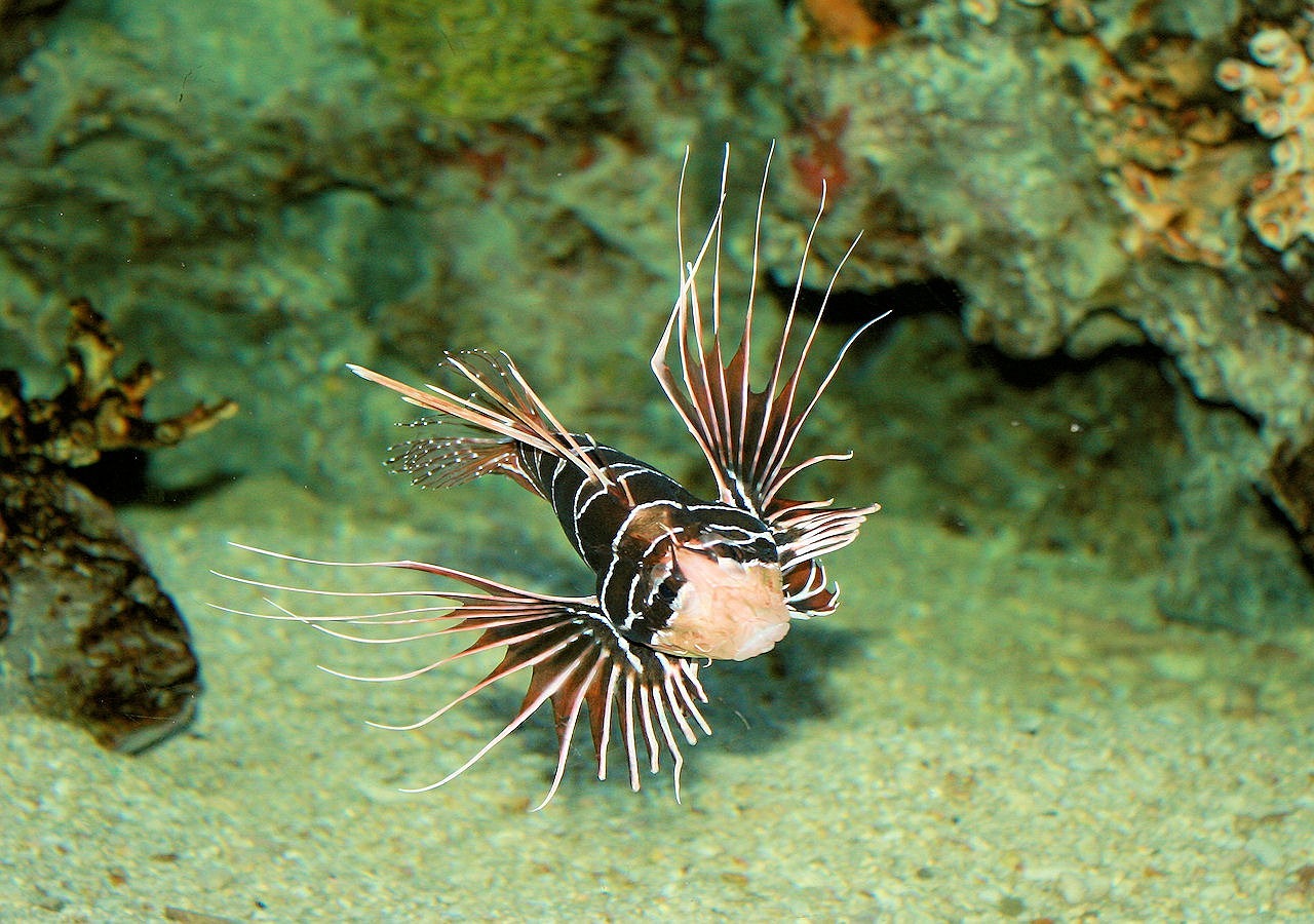 Image - scorpion fish aquarium nature