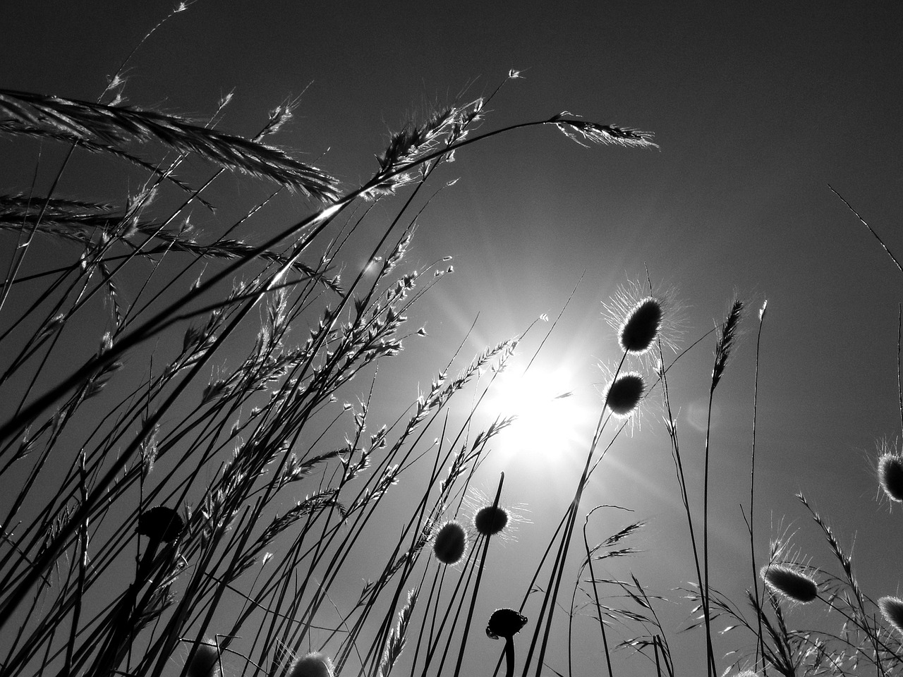 Image - sol sky herbs black and white