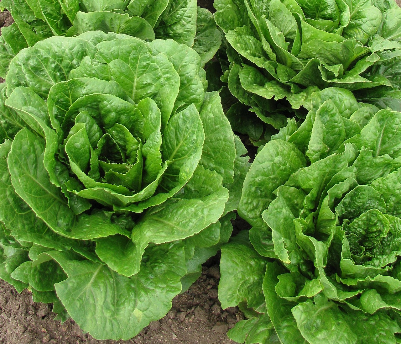 Image - lettuce fresh harvest green