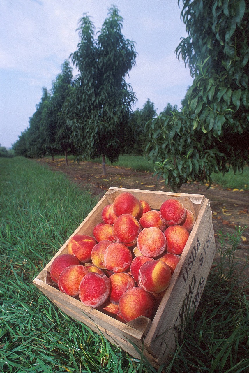 Image - peaches fresh fruit sweet ripe