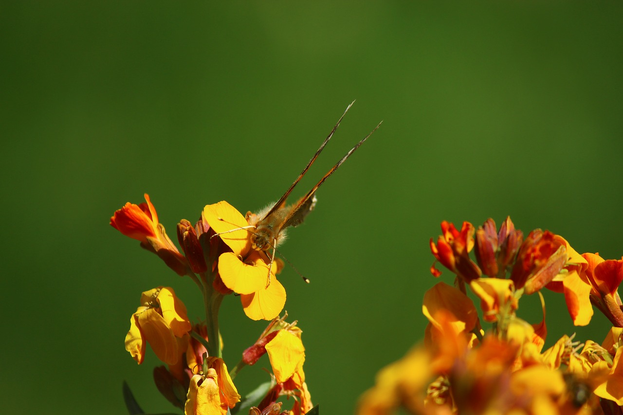 Image - flower butterfly joy spring yellow