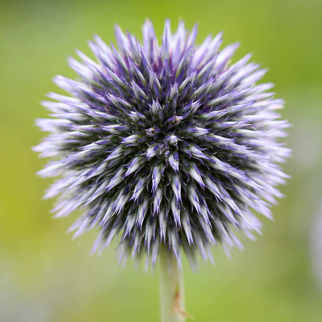 Image - globe thistle echinops flora plant