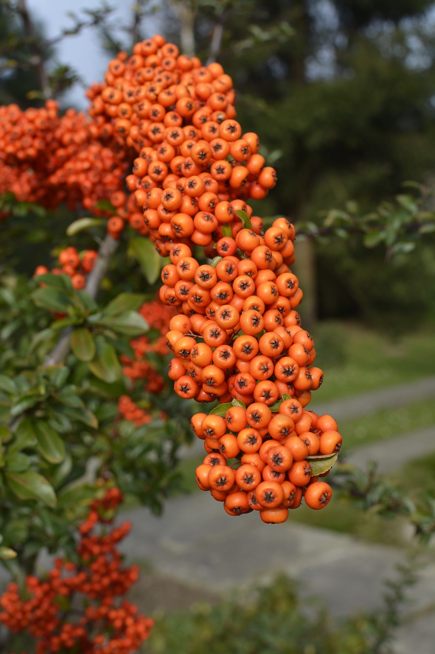 Image - berries fruit orange tree autumn