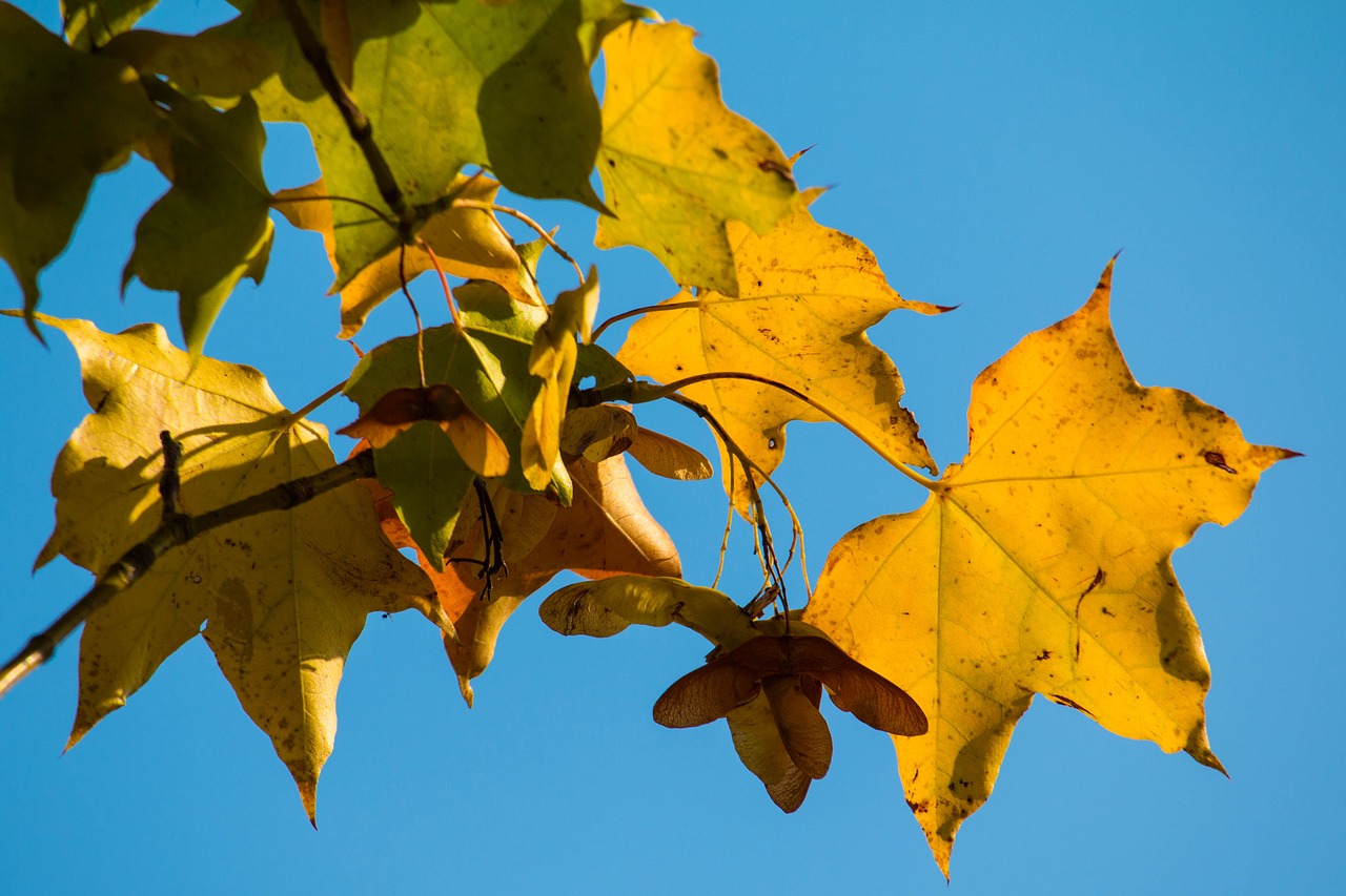 Image - autumn leaf yellow leaves