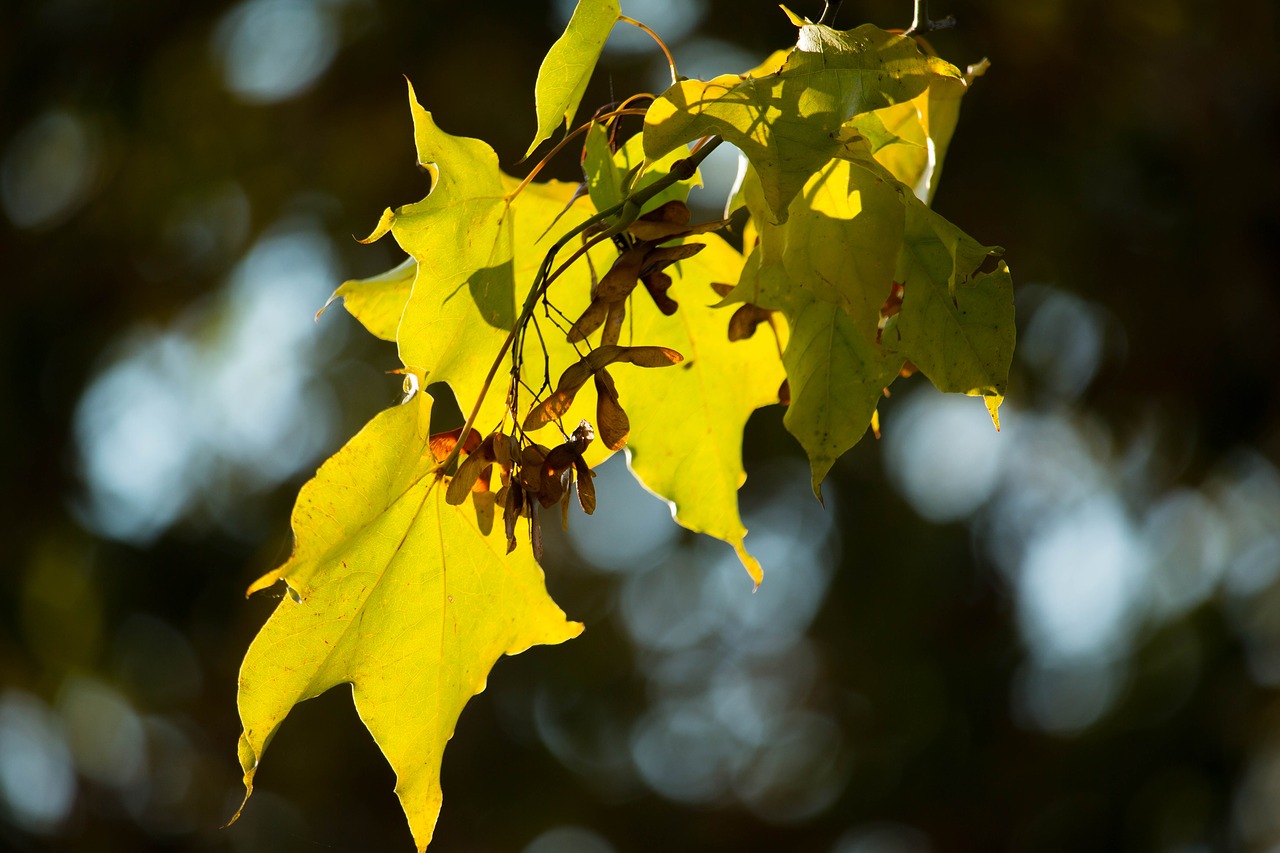 Image - autumn leaf yellow leaves