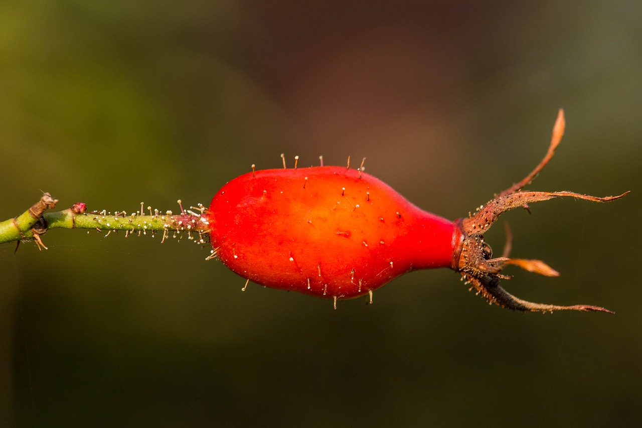 Image - rose hip red orange close nature