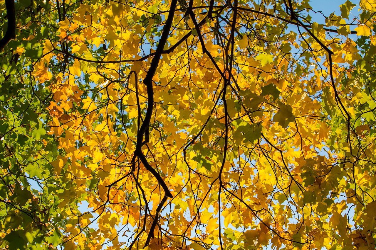 Image - autumn leaf yellow leaves