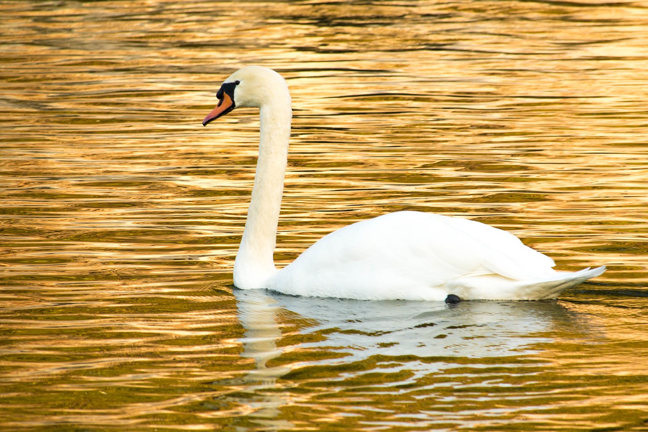 Image - swan mute swan cute golden