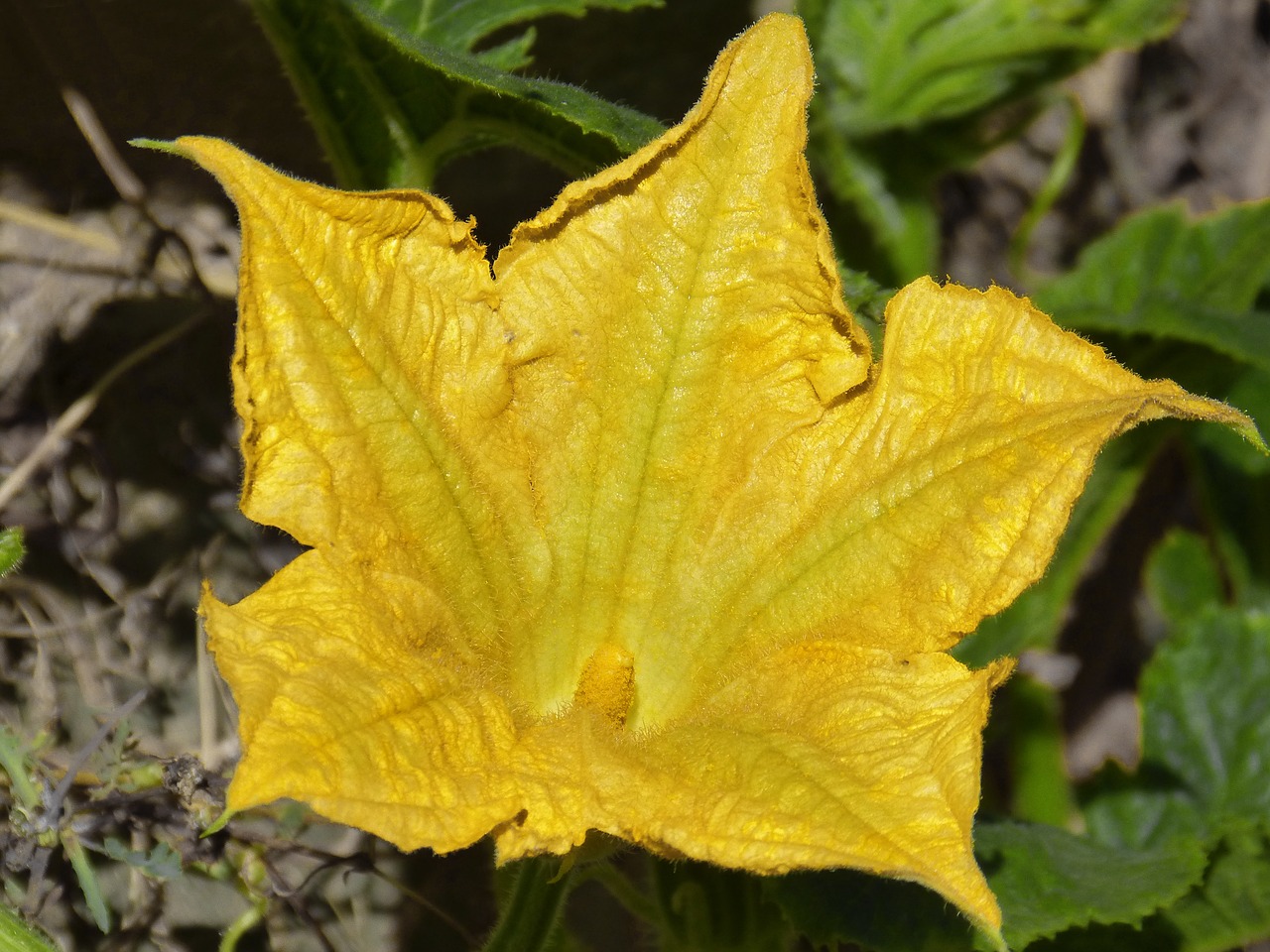 Image - flower calabacera squash blossom