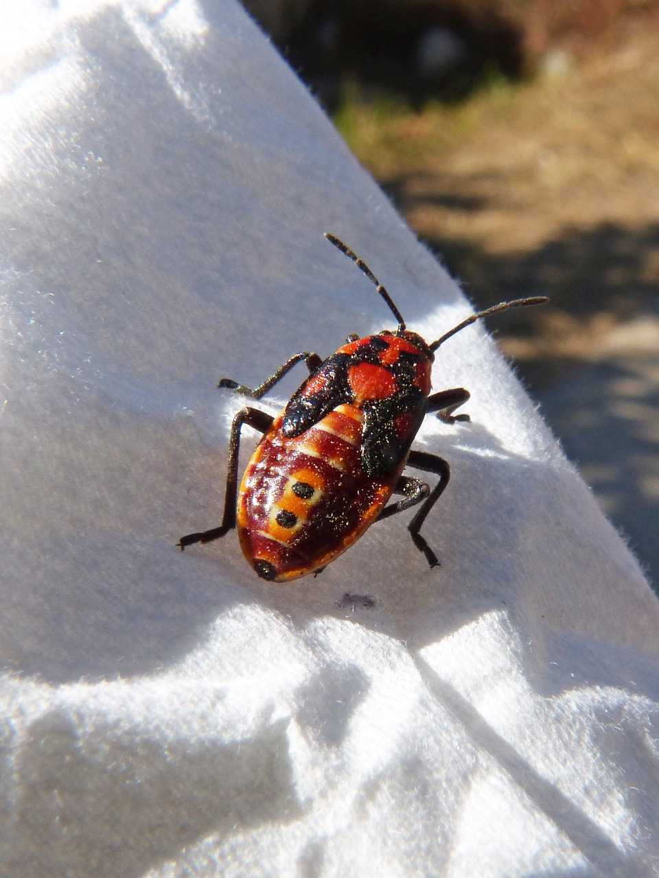 Image - beetle coleoptera orange