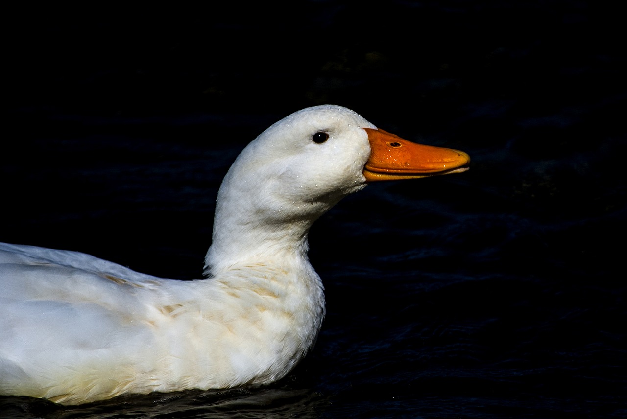 Image - duck natural pond portugal azores