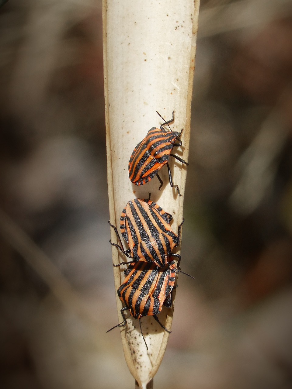 Image - beetles oranges bugs leaf macro