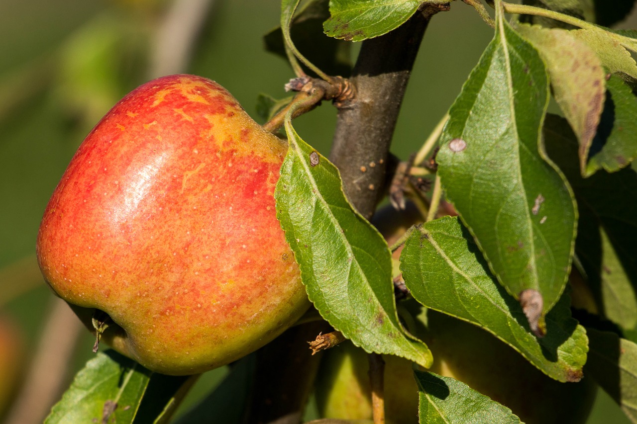 Image - apple red autumn apple tree branch