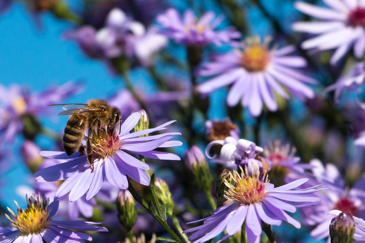 Image - bee insect honey bee close macro