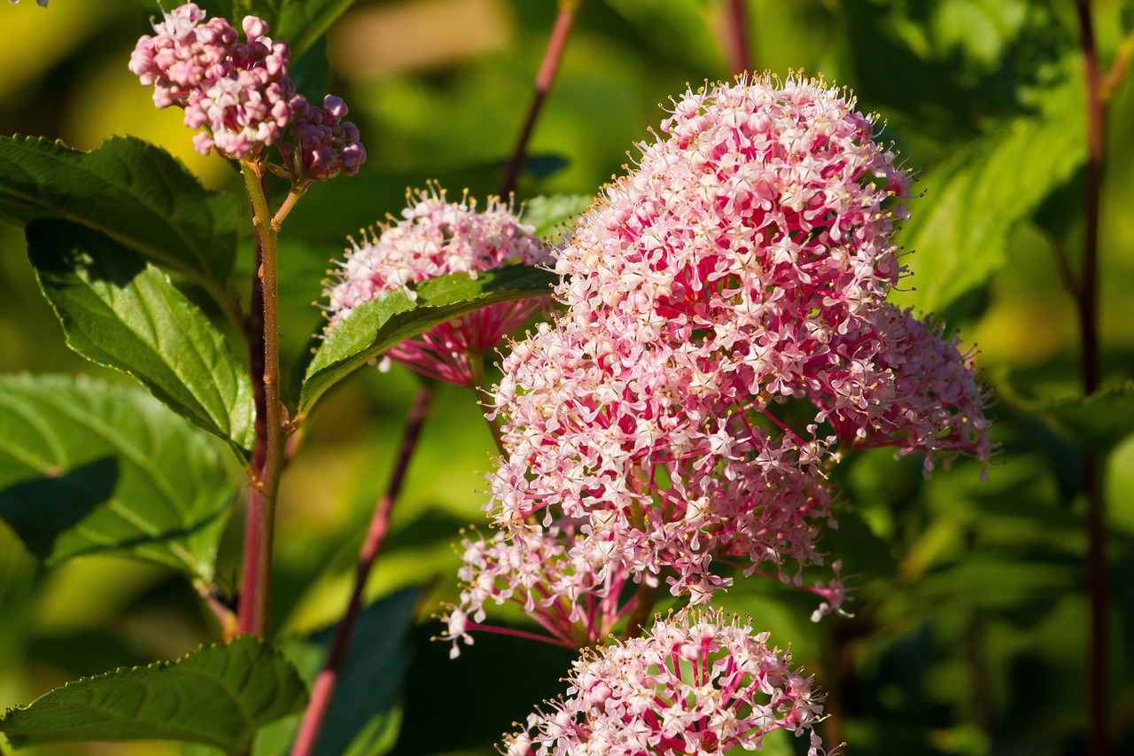 Image - flowers inflorescence bush purple