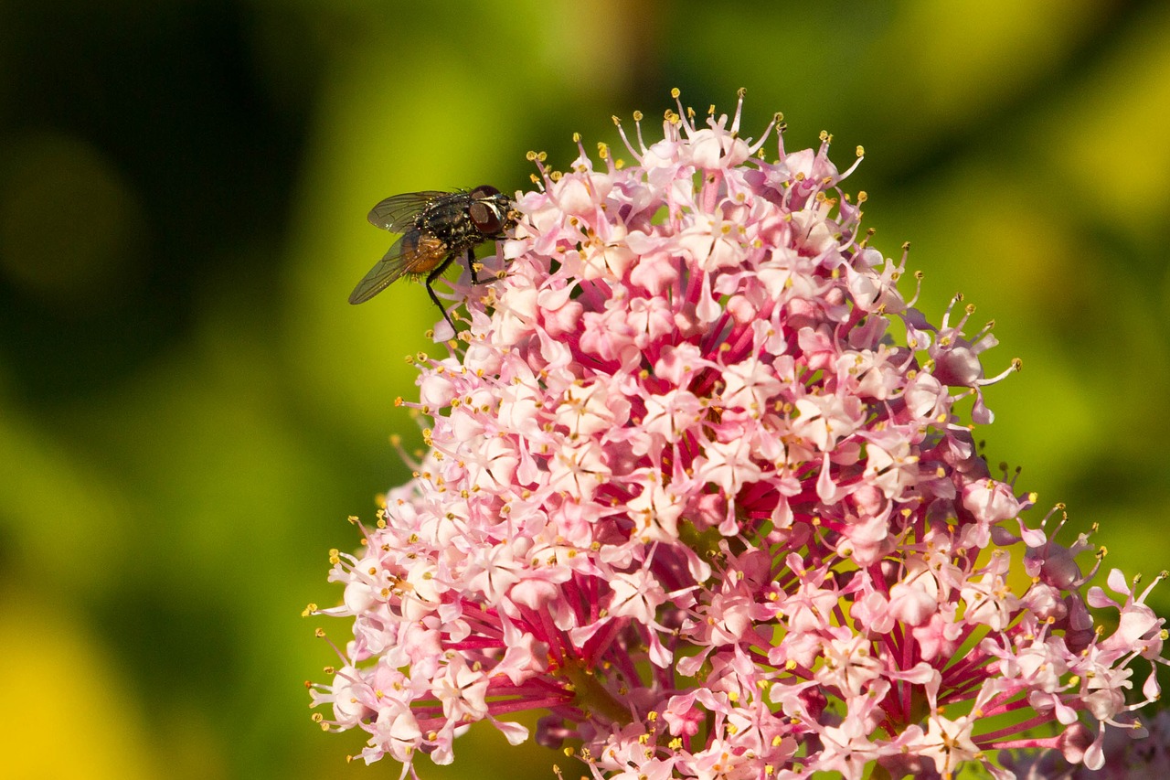 Image - fly insect close flight insect