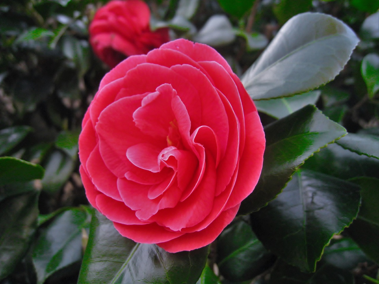 Image - camellia flowers leaf green bud