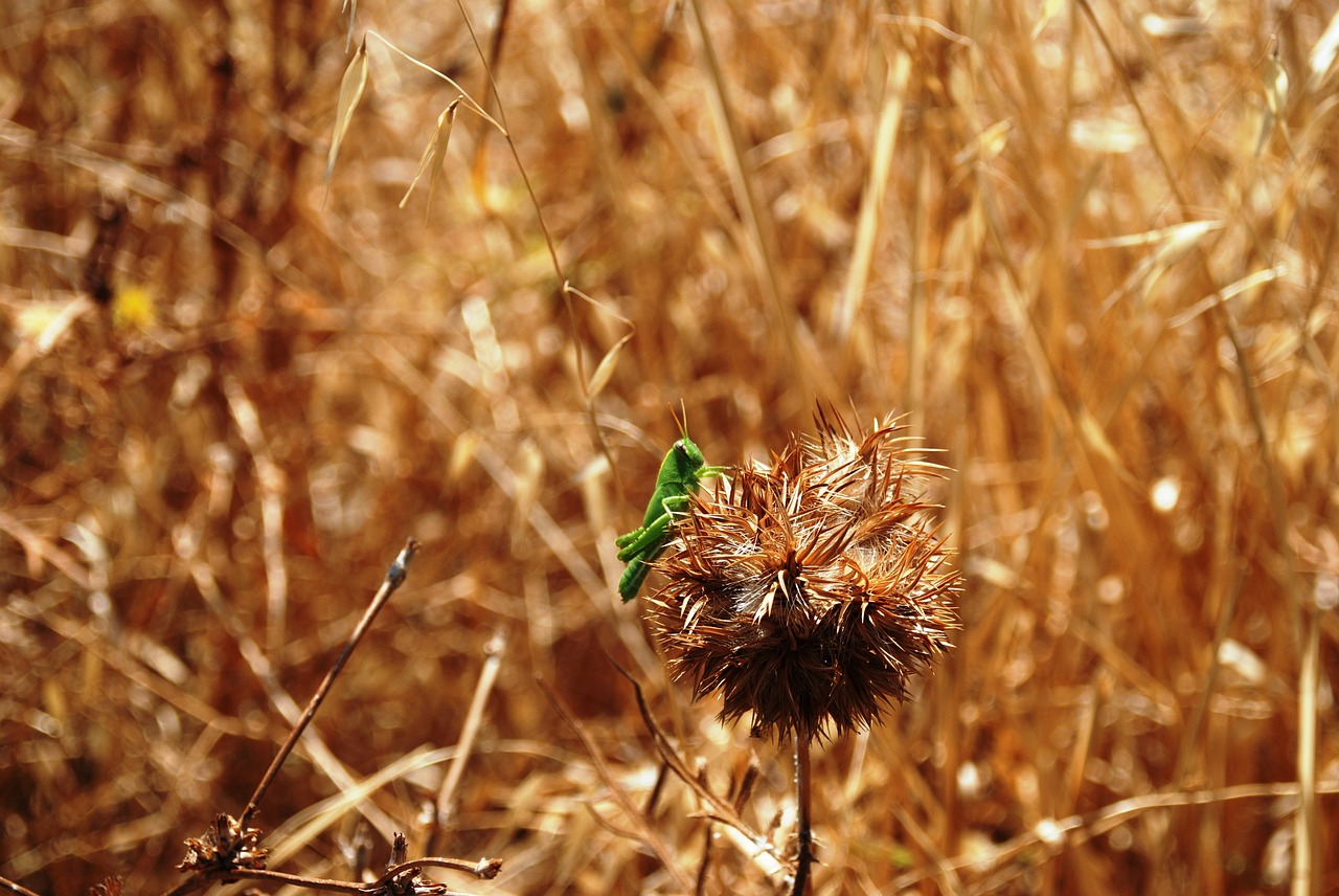 Image - grasshopper nature field