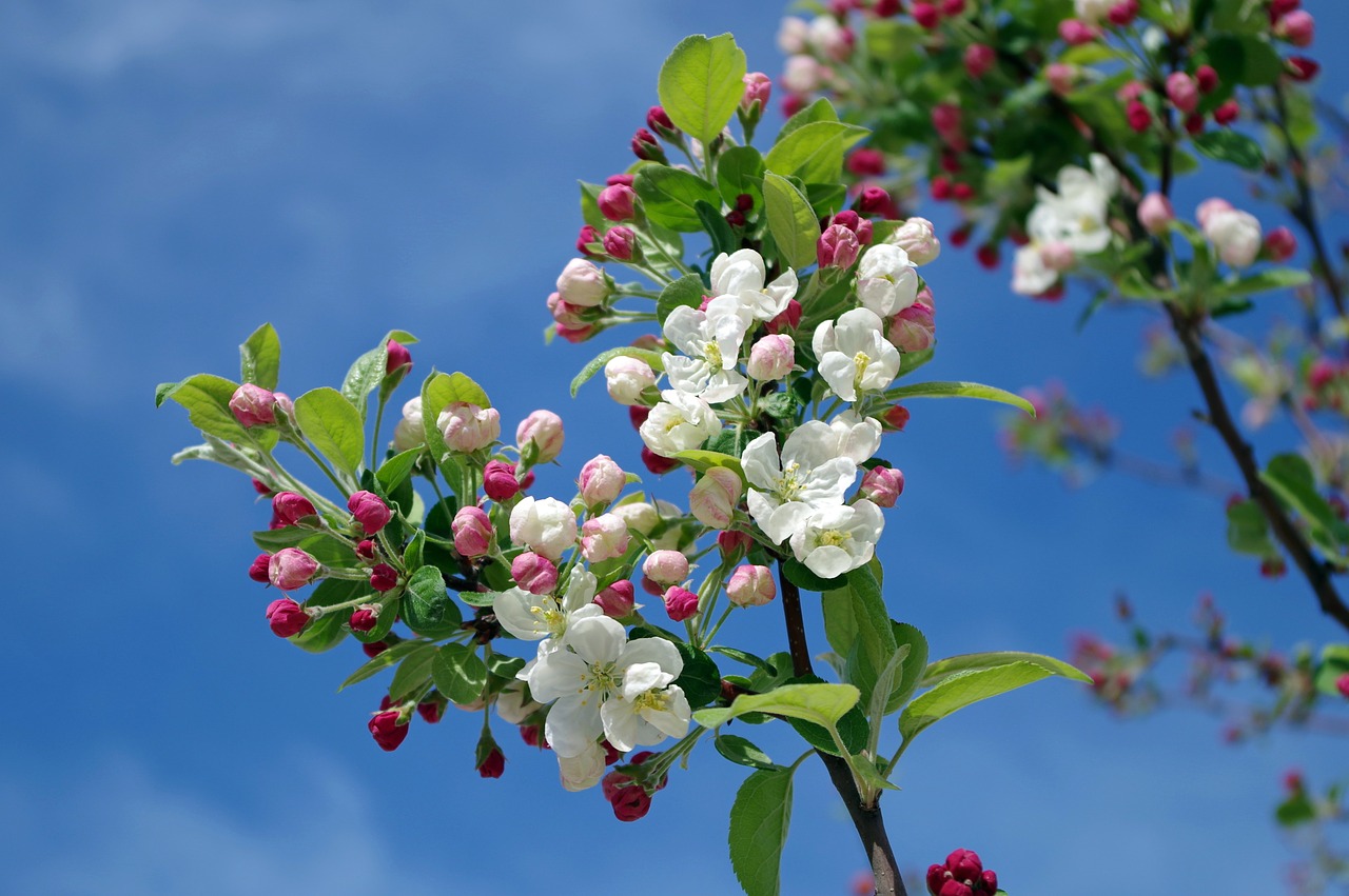 Image - apple blossom tree branch spring