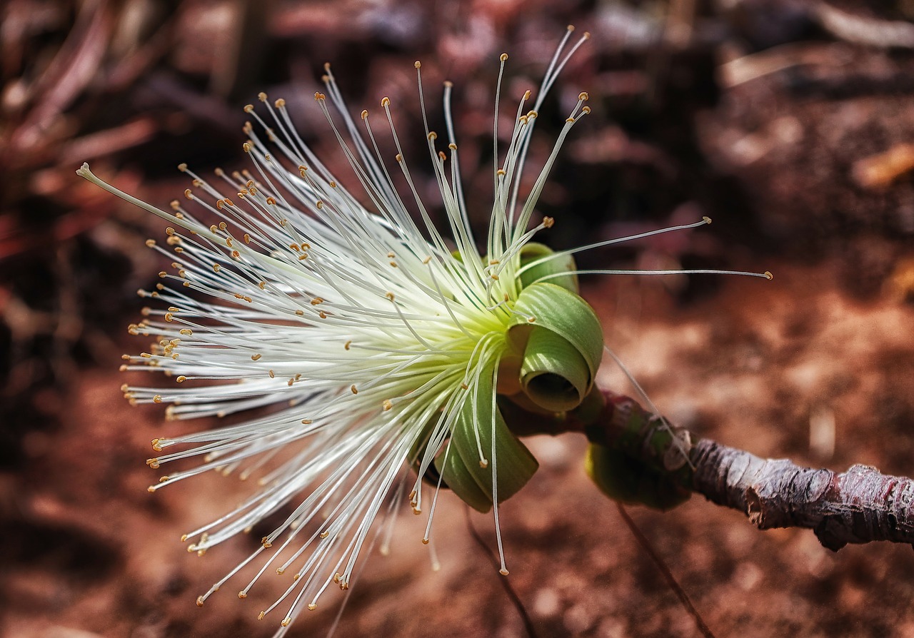 Image - estranges pistils plant bloom