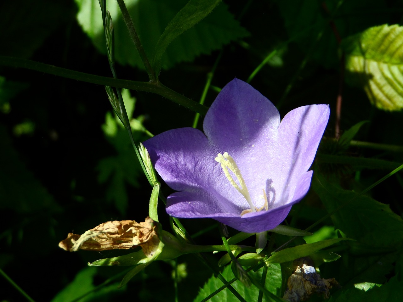 Image - bellflower pfirsichblättrig purple
