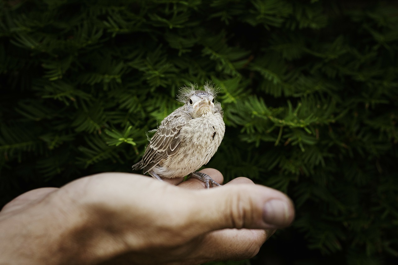 Image - hand baby cardinal cardinal bird