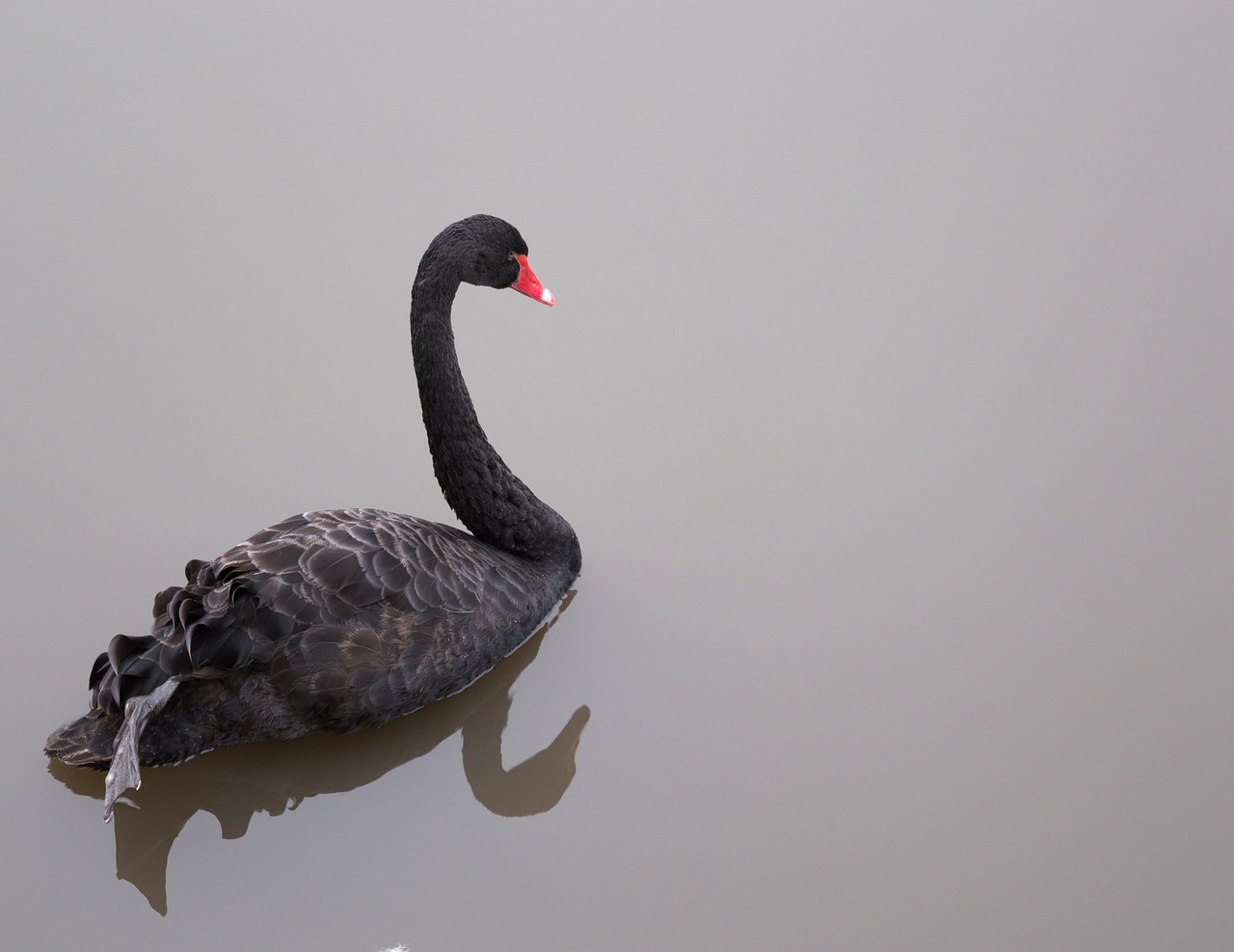 Image - black swan swan swan on the lake