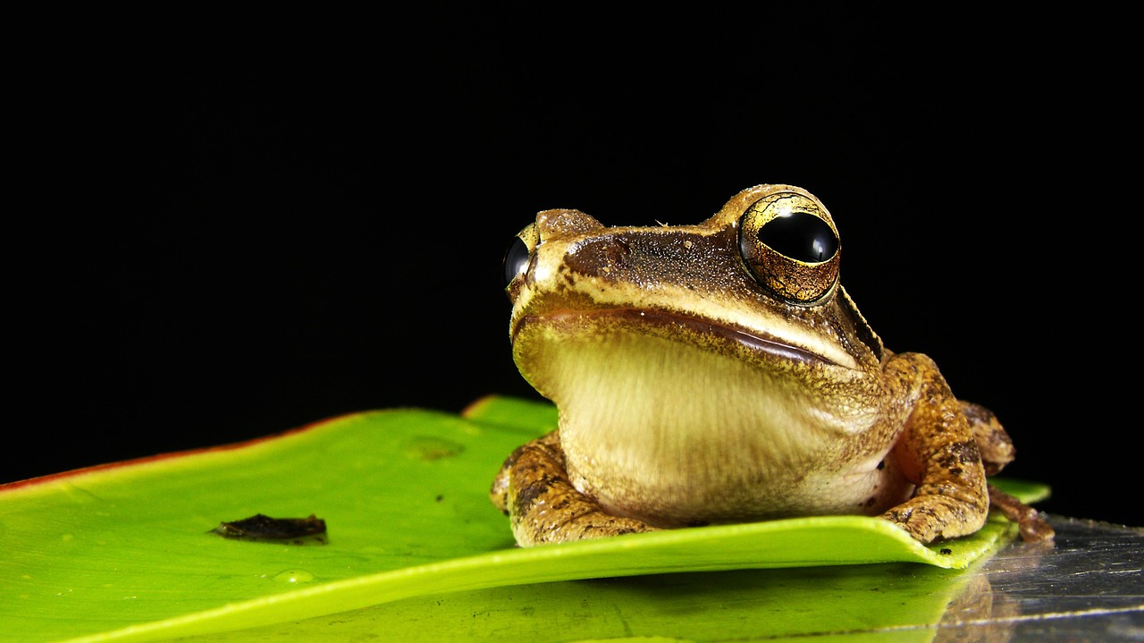 Image - frog golden eyes macro