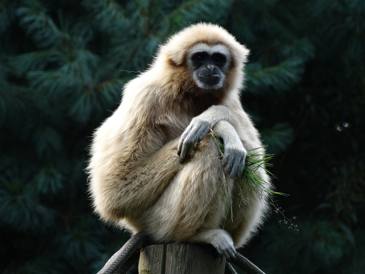 Image - primate gibbon lar gibbon food