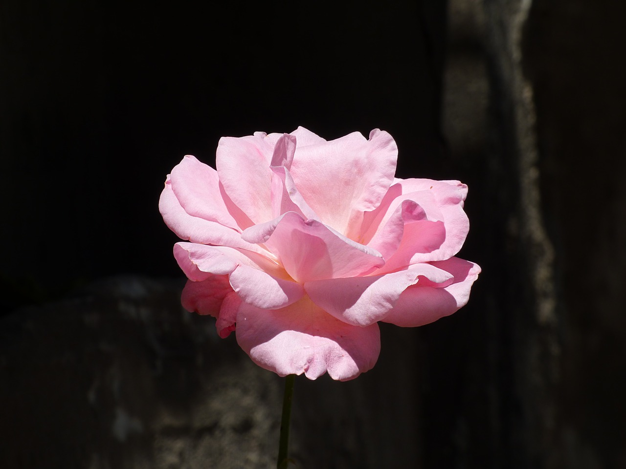 Image - flower rosa petals plant nature