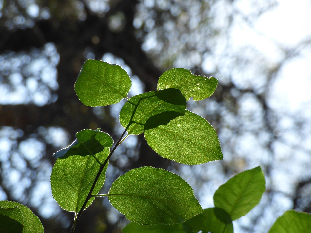 Image - leaf plant bouquet against light