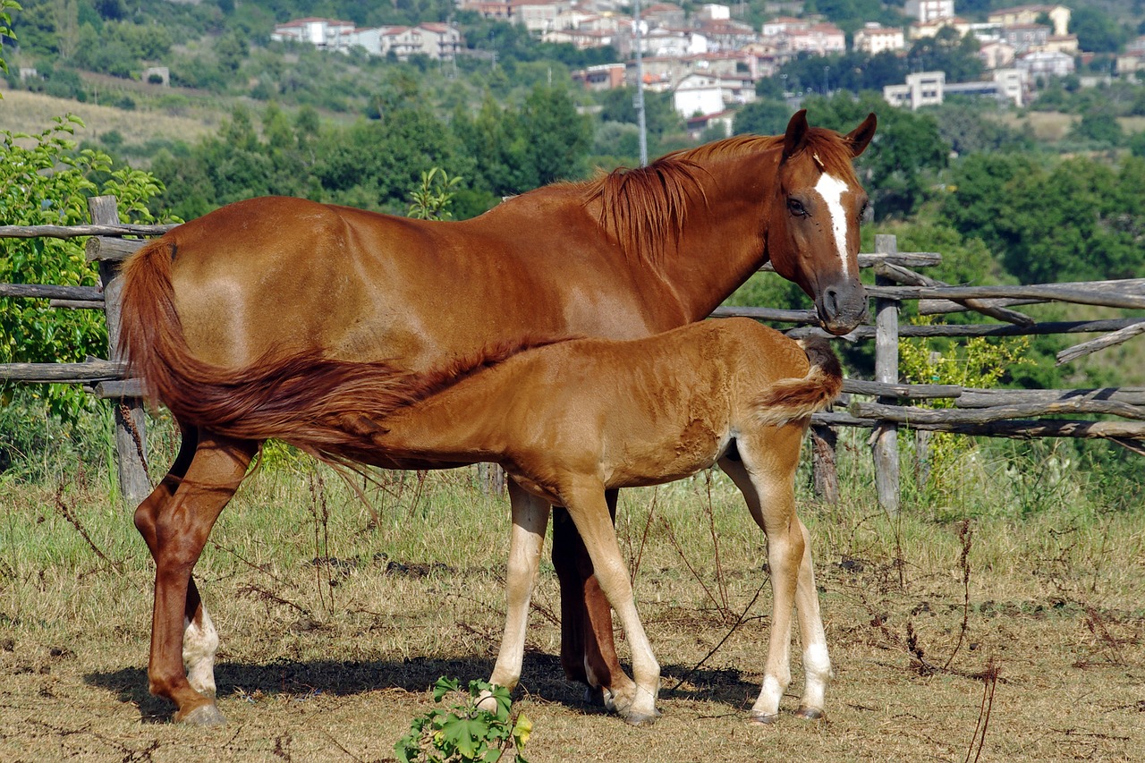 Image - mare mother foal lactation animal